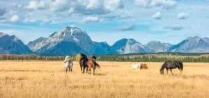 Six horses out in a field eating with mountains in the background.