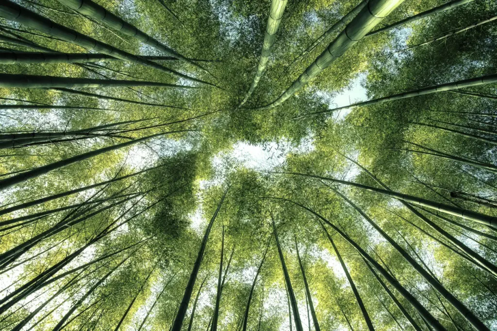 Bamboo forest in Japan