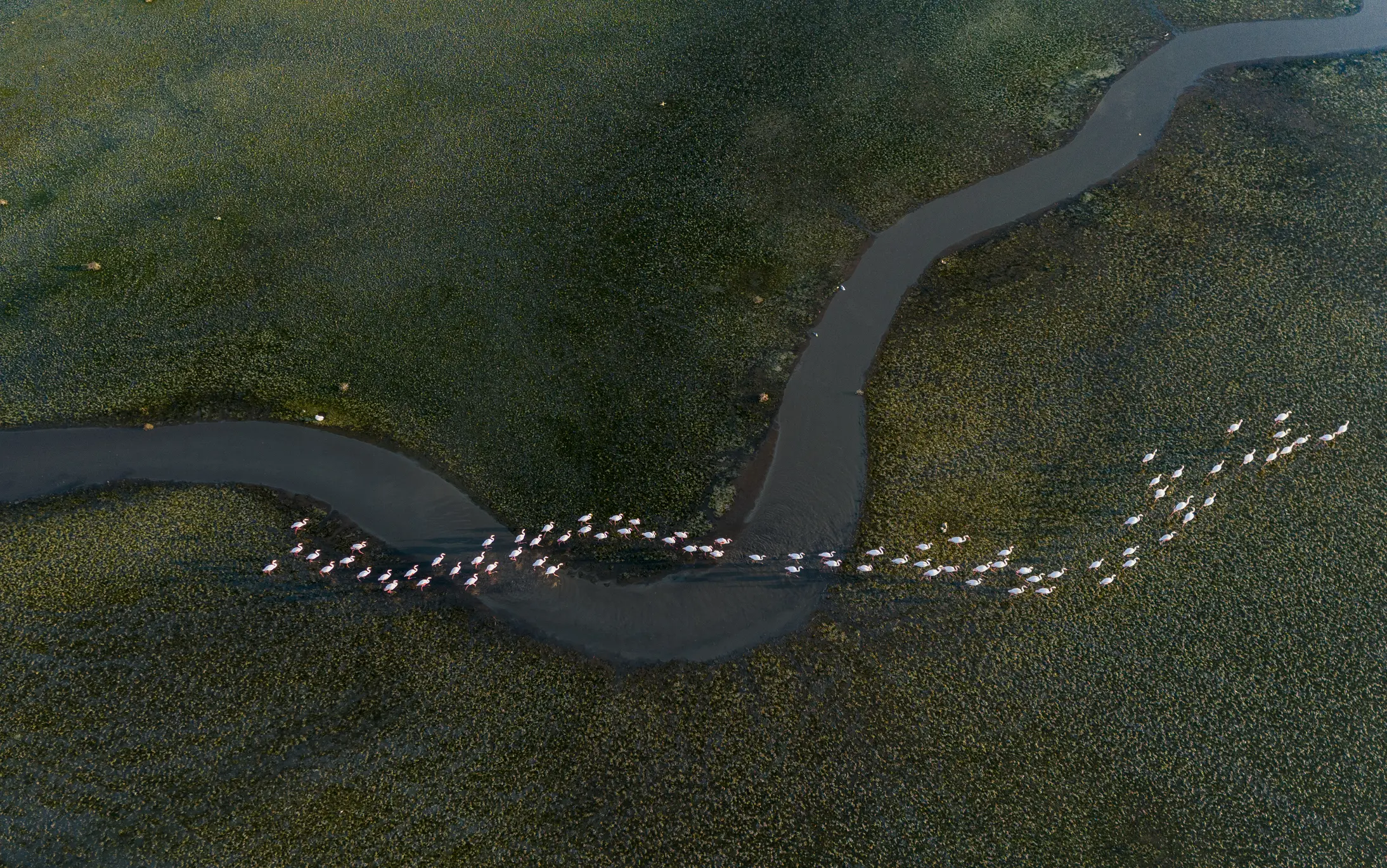 The water meandering through the reeds is like a road map for flamingos... In this frame, which resembles a painting when viewed from the sky, the graceful dance of flamingos with water and soil is observed. This scene, which records the rhythm of nature, evokes both peace and awe. This extraordinary frame offers a magnificent narrative that captures the elegance of nature from the air. The pattern created by the flamingos following a thin winding waterway reveals the inner rhythm and harmony of nature.