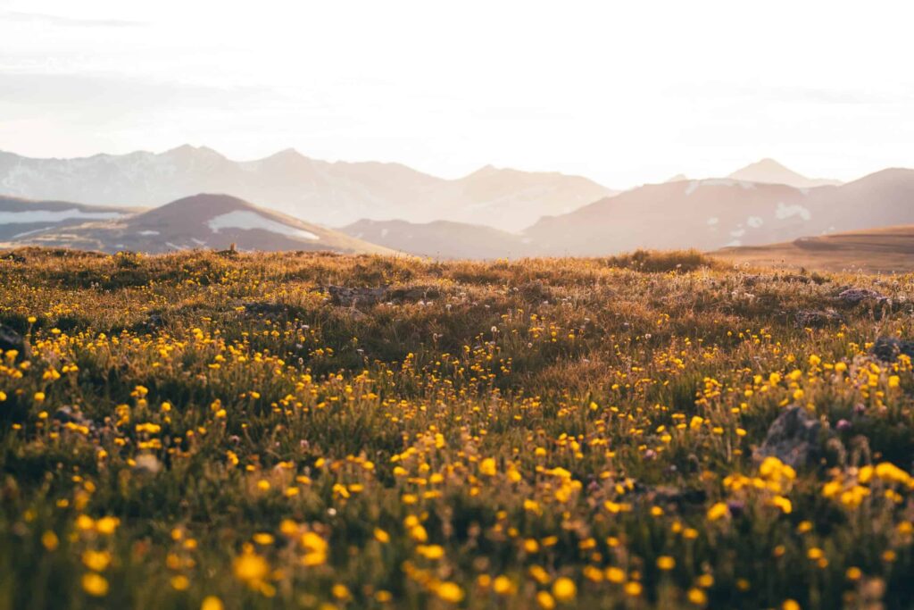 Rocky mountain field of little yellow flowers with mountains in the background