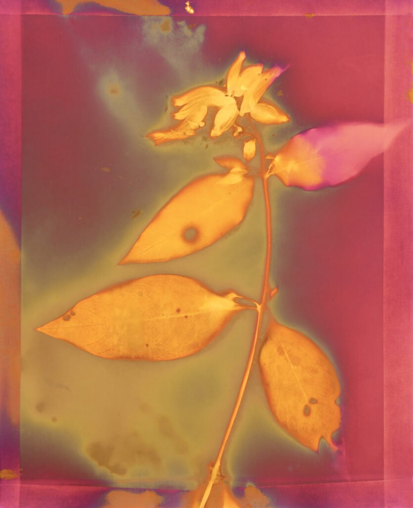 Jerry Burchfield, Passiflora Edulis, 2008, Lumen Print | First Western Art Collection