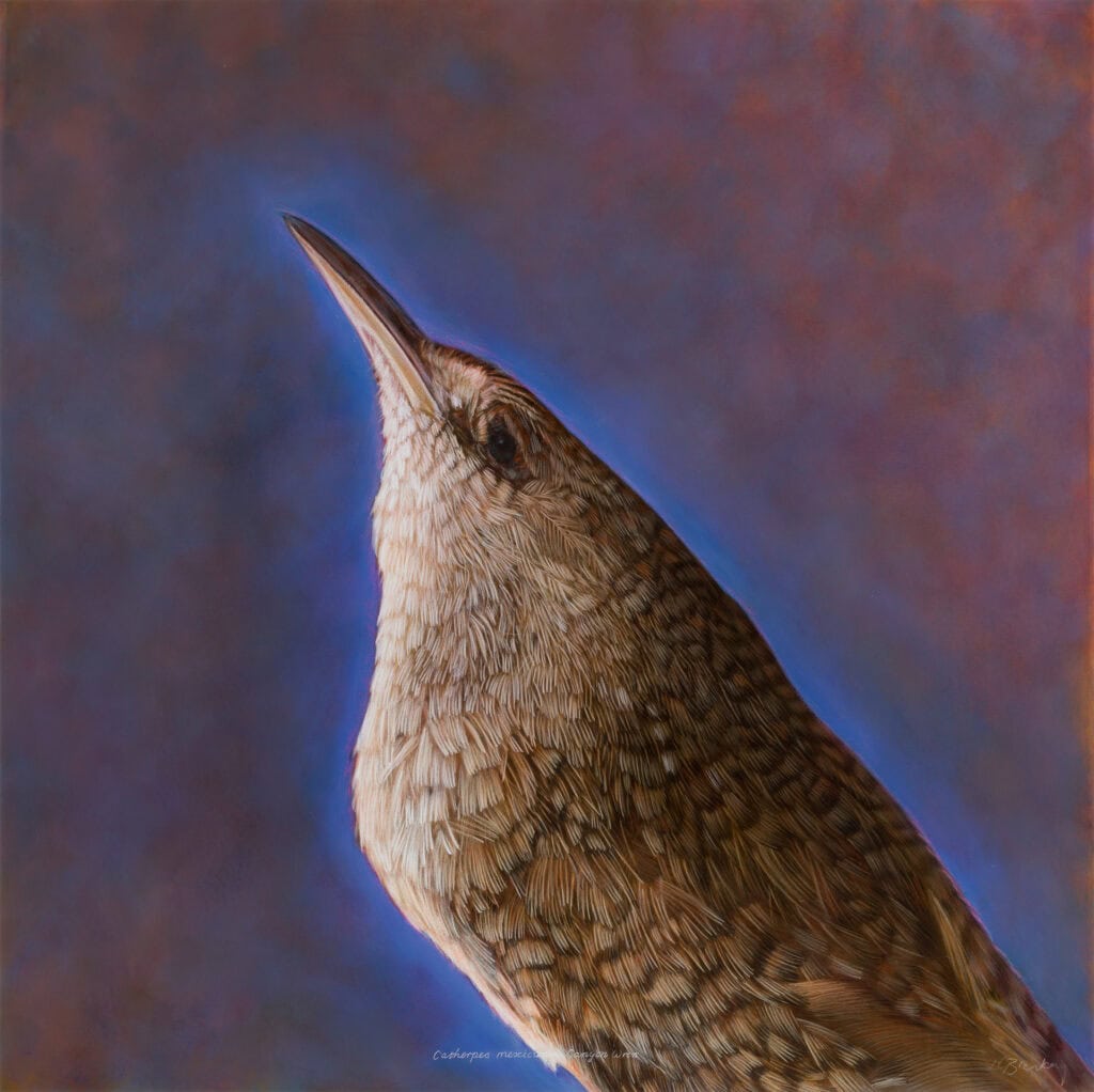 Kate Breakey, Canyon Wren, 2004, Silver Gelatin Photograph, First Western Art Collection