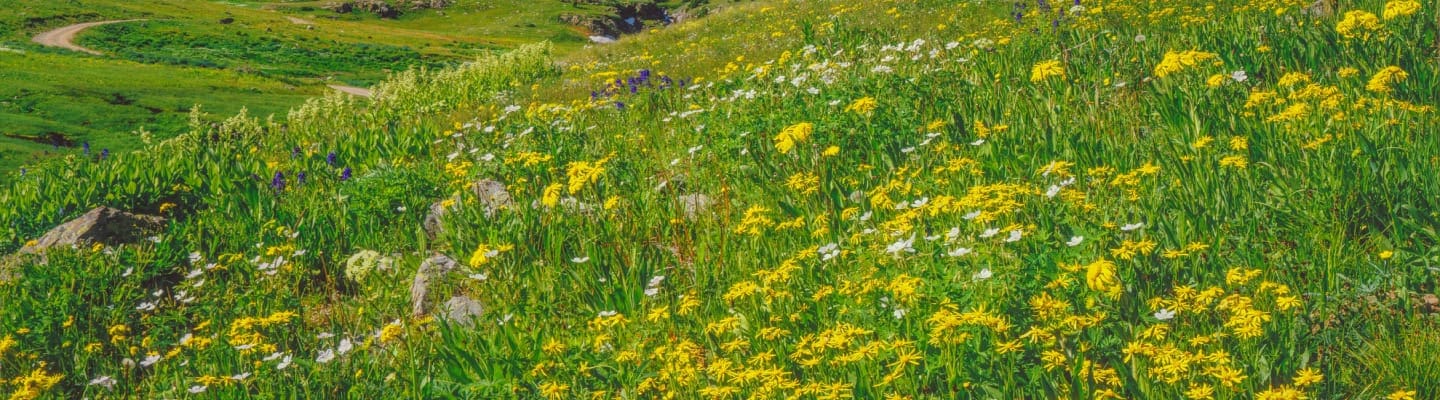 Wildflowers