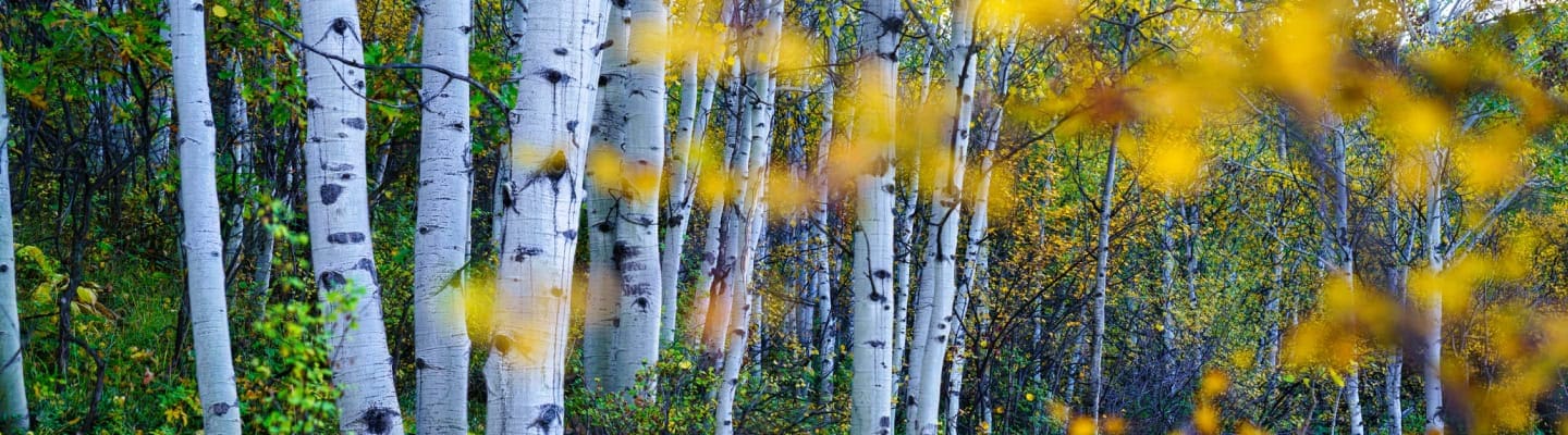 Aspen trees