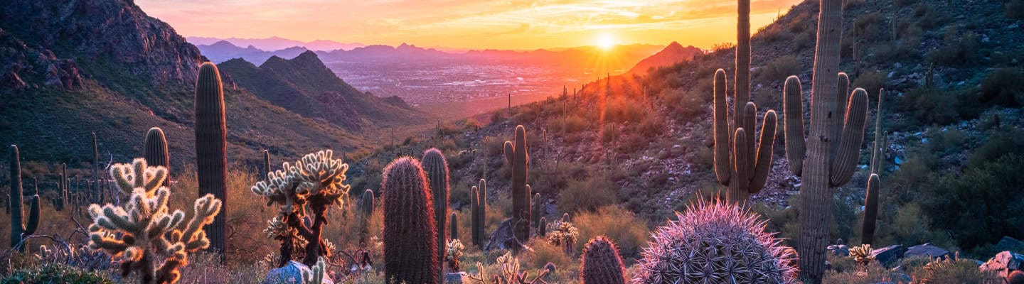 Cacti in Scottsdale, Arizona