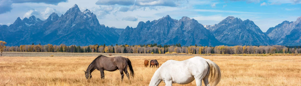 Horses in Pinedale, Wyoming