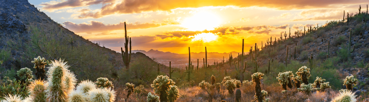 The Arizona desert at sunset