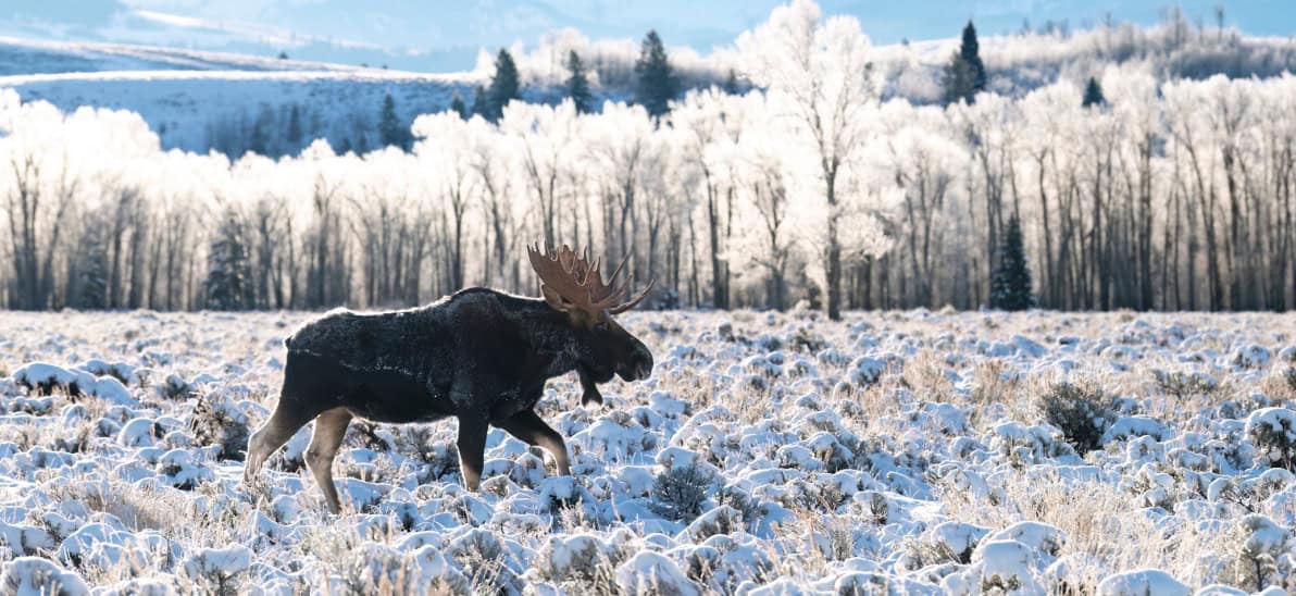 Moose in the frost