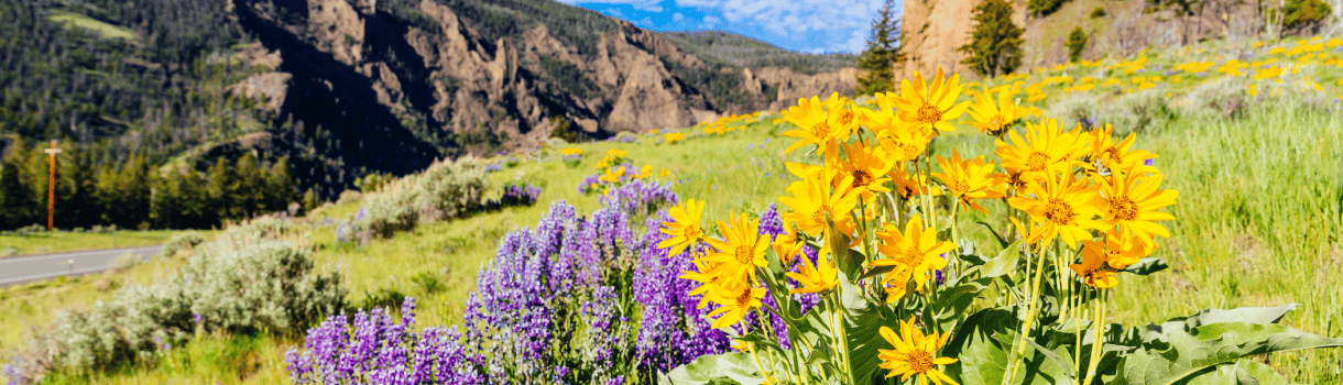 A close up of purple and yellow wildflowers in Rock Springs Wyoming