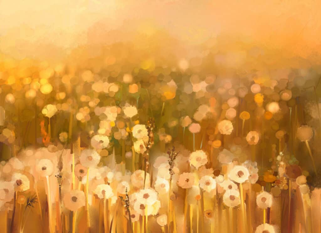 a field of dandelions