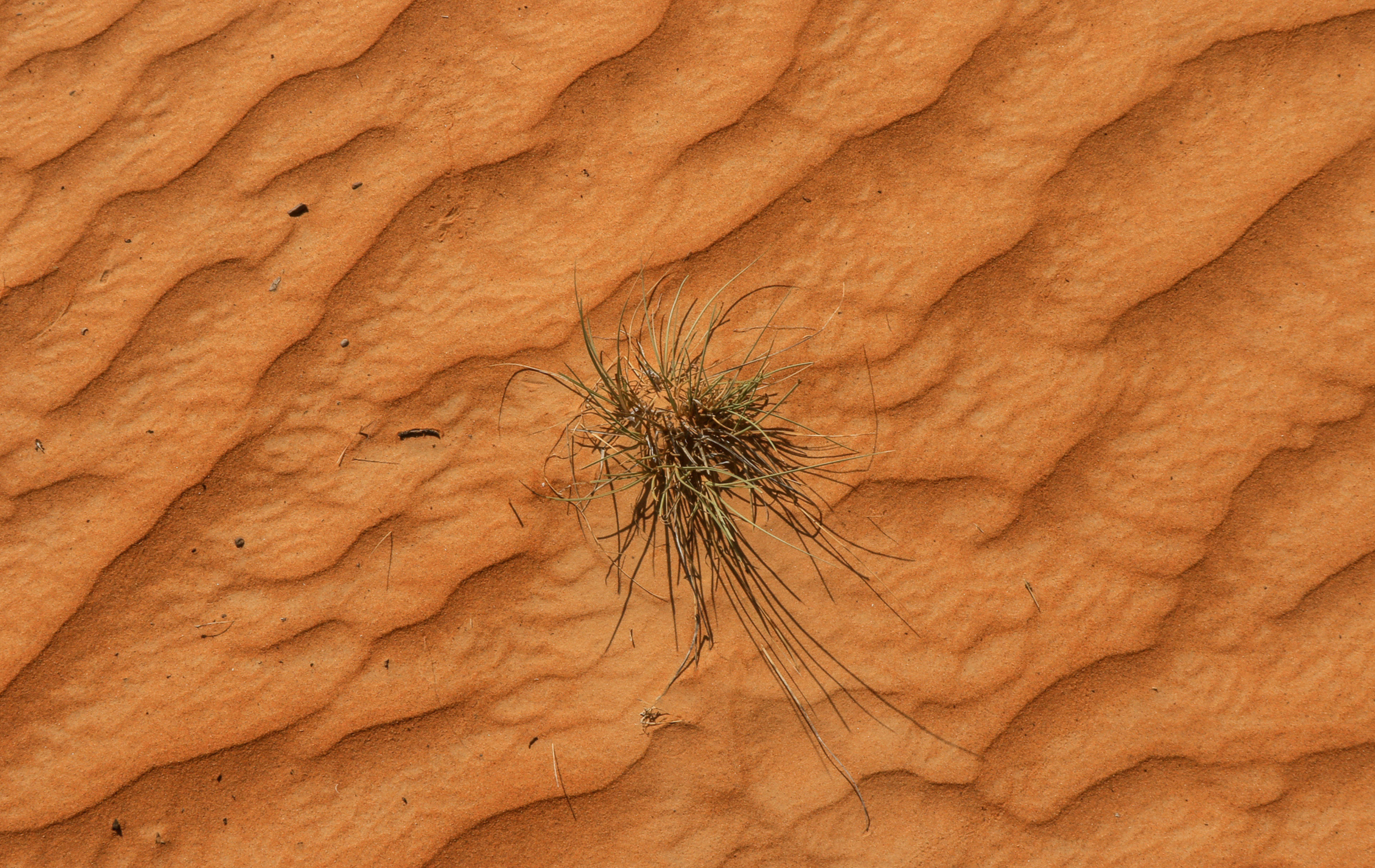 Plant in a desert